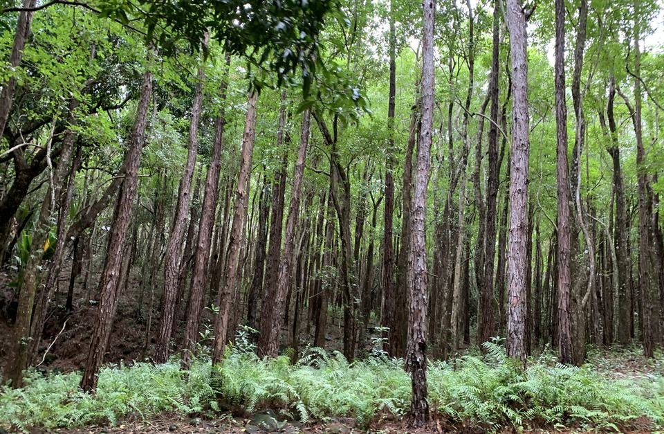 Let's take a hike in the Bel Ombre biosphere